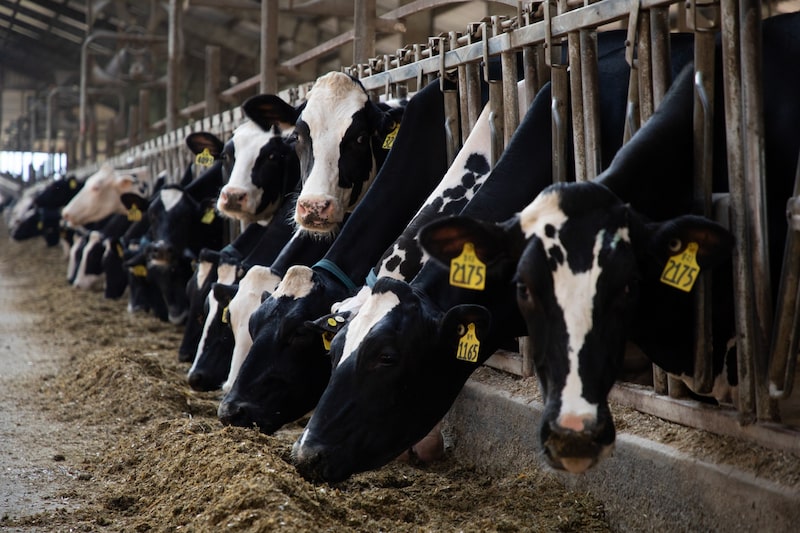 En la granja Perkins Twin Creek Farm Inc., en Wolcottville, Indiana, las vacas lecheras comen pienso elaborado con soja tostada. Fotógrafa: Kaiti Sullivan/Bloomberg En la granja Perkins Twin Creek Farm Inc., en Wolcottville, Indiana, las vacas lecheras comen pienso elaborado con soja tostada. Fotógrafa: Kaiti Sullivan/Bloomberg