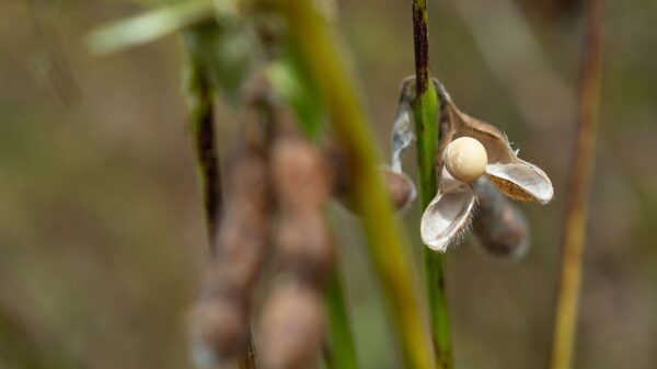 Brazil Gets Critical Fertilizer Shipments in Time for Soy Planting Brazil Gets Critical Fertilizer Shipments in Time for Soy Planting