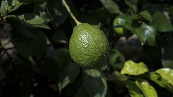 Inflación en Lima: ¿cuándo bajará el precio del limón en Perú en 2023? Inflación en Lima: ¿cuándo bajará el precio del limón en Perú en 2023?