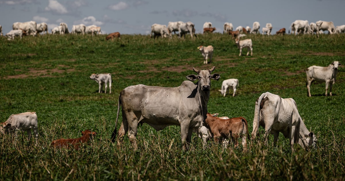 MSD Saúde Animal busca reduzir perdas reprodutivas no gado com nova vacina no Brasil - Bloomberg Línea Brasil