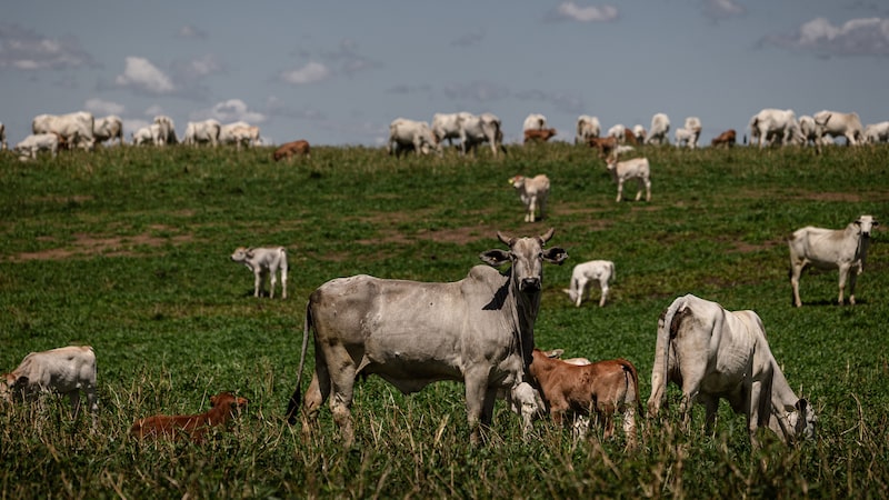 JBJ Agropecuária, de Júnior Friboi, acerta compra da Fazenda Conforto, em Goiás JBJ Agropecuária, de Júnior Friboi, acerta compra da Fazenda Conforto, em Goiás