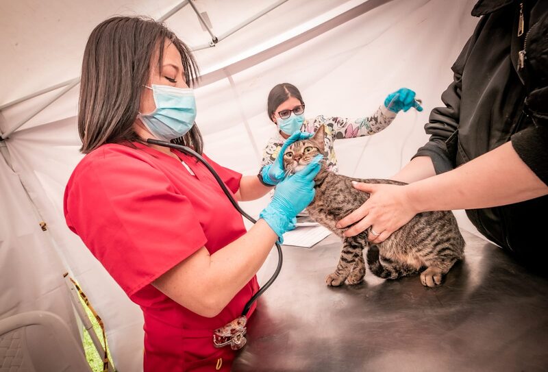 La capital colombiana será sede del primer hospital público para mascotas del país. La capital colombiana será sede del primer hospital público para mascotas del país.