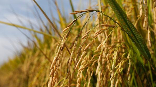 Não é só no RS: clima afeta produção global de arroz e preço fica perto de recorde Não é só no RS: clima afeta produção global de arroz e preço fica perto de recorde