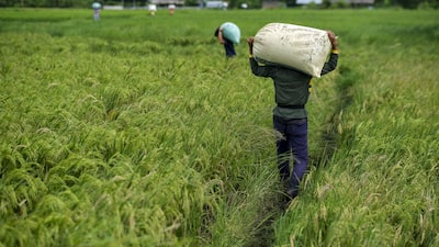 Libre importación de arroz desde EE.UU. preocupa a productores de Centroamérica Libre importación de arroz desde EE.UU. preocupa a productores de Centroamérica