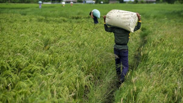 Mayores precios del arroz muestran que la inflación alimentaria sigue presente Mayores precios del arroz muestran que la inflación alimentaria sigue presente