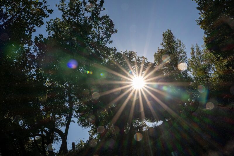Sunlight Through Trees Sunlight Through Trees