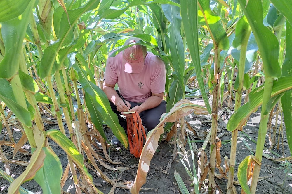 Una persona realiza anotaciones durante la inspección de un cultivo de maíz. Una persona realiza anotaciones durante la inspección de un cultivo de maíz.