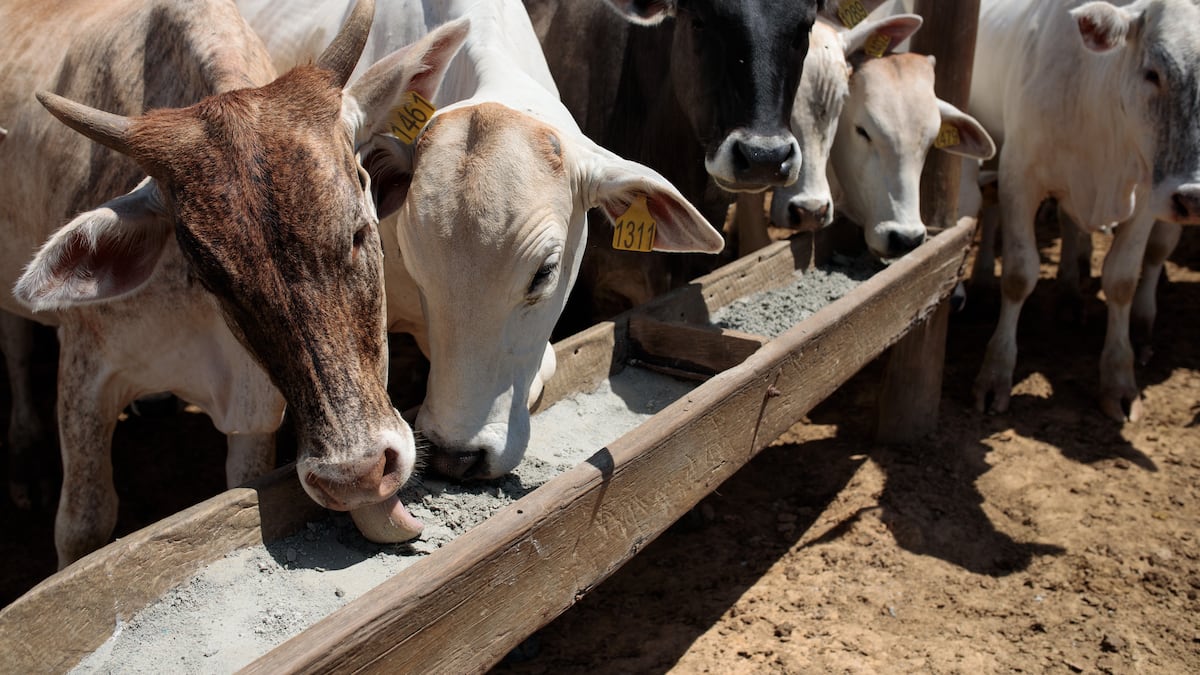 Brasil podría liderar estándares globales para el comercio de soya y carne sin deforestación, según WRI