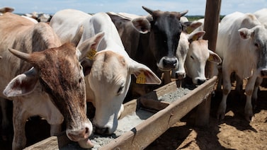 Brasil pode liderar padrões ambientais para soja e carne. Mas há desafios, segundo WRI Brasil pode liderar padrões ambientais para soja e carne. Mas há desafios, segundo WRI