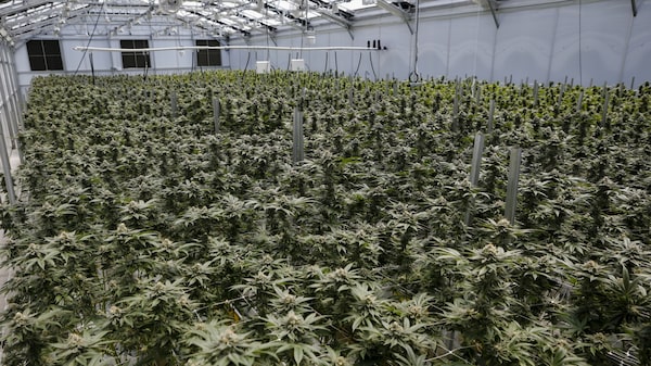 Inversor en cannabis recaudará capital con emisión de tókenes Inversor en cannabis recaudará capital con emisión de tókenes