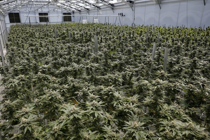Plantas de cannabis en un invernadero en las instalaciones de Cresco Labs Inc. en Indiantown, Florida, Estados Unidos, el lunes 28 de marzo de 2022. Plantas de cannabis en un invernadero en las instalaciones de Cresco Labs Inc. en Indiantown, Florida, Estados Unidos, el lunes 28 de marzo de 2022.
