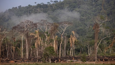 La reelección de Lula descarta un cambio de rumbo de Brasil en materia de clima y deforestación La reelección de Lula descarta un cambio de rumbo de Brasil en materia de clima y deforestación