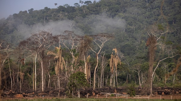 La reelección de Lula descarta un cambio de rumbo de Brasil en materia de clima y deforestación La reelección de Lula descarta un cambio de rumbo de Brasil en materia de clima y deforestación