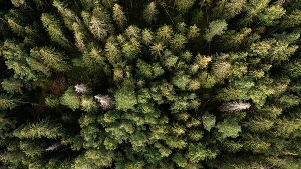 El efecto de los bosques contra el cambio climático es mayor de lo que se creía El efecto de los bosques contra el cambio climático es mayor de lo que se creía