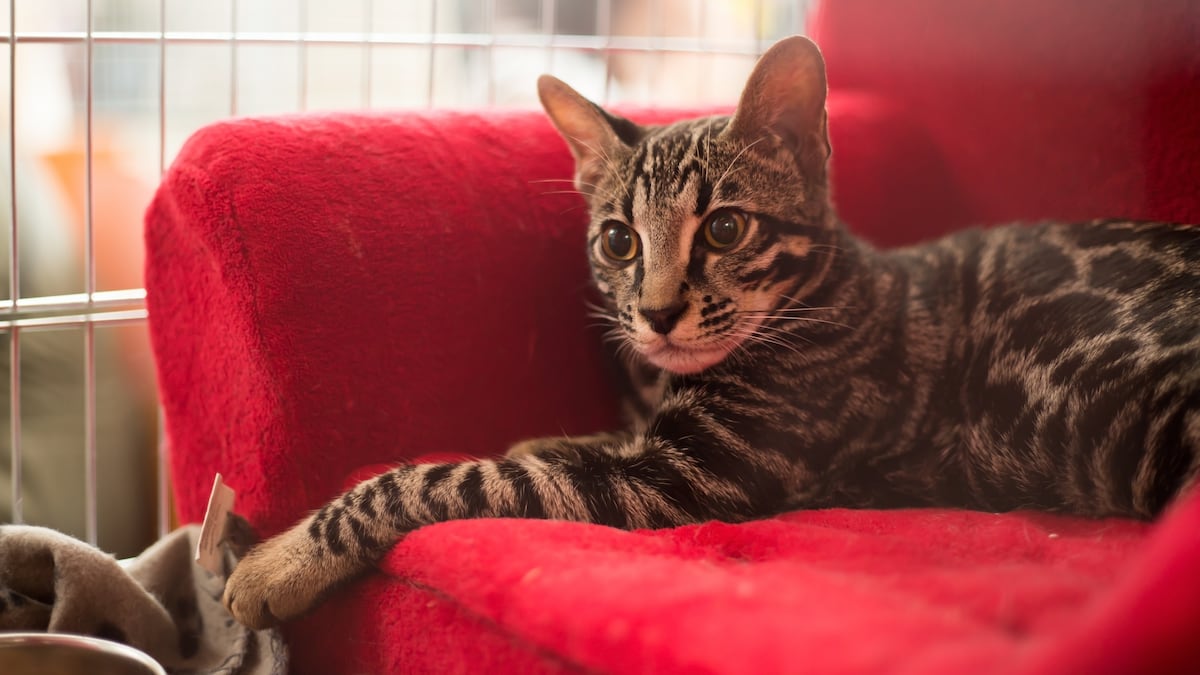 ¿Perros o gatos? Estudio en 93 países revela el animal que contribuye a una vida más feliz