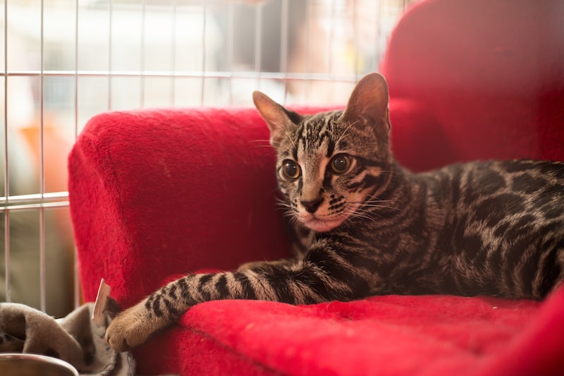 felino más caro del mundo felino más caro del mundo