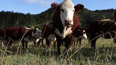 Trump reduce aranceles a algunas importaciones de carne molida para bajar los precios Trump reduce aranceles a algunas importaciones de carne molida para bajar los precios