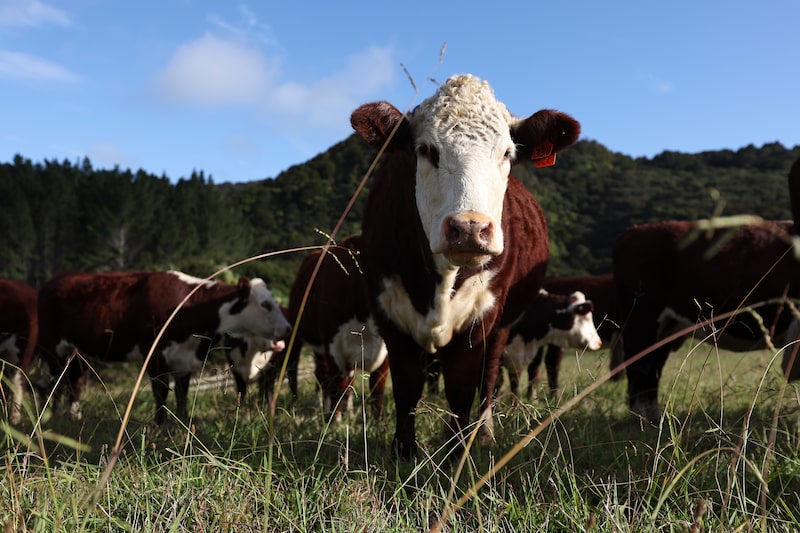 New Zealand's Beef Industry Braces For Trump-driven Tariffs New Zealand's Beef Industry Braces For Trump-driven Tariffs