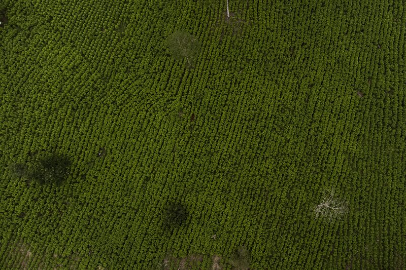 Colombia's Cocaine Boom Is Bringing Violence, Corruption And Huge Profits Colombia's Cocaine Boom Is Bringing Violence, Corruption And Huge Profits