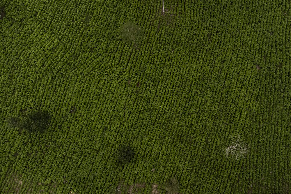 Colombia's Cocaine Boom Is Bringing Violence, Corruption And Huge Profits Colombia's Cocaine Boom Is Bringing Violence, Corruption And Huge Profits