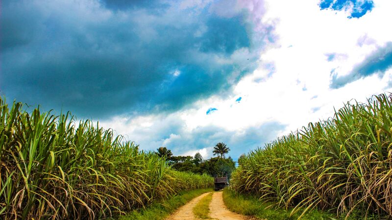 Caña e azúcar en Colombia Caña e azúcar en Colombia
