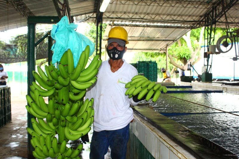 Los tres departamentos en los que se produce banano de exportación en la región se han visto afectados, pero como el departamento del Magdalena cuenta con la mayor área de producción, es el que tiene mayores afectaciones sobre el área del cultivo Los tres departamentos en los que se produce banano de exportación en la región se han visto afectados, pero como el departamento del Magdalena cuenta con la mayor área de producción, es el que tiene mayores afectaciones sobre el área del cultivo
