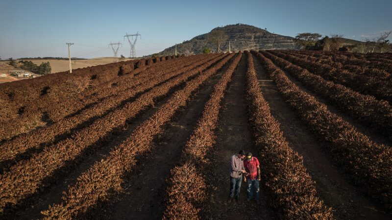 Granjeros evalúan plantas de café destruidas por una helada. Granjeros evalúan plantas de café destruidas por una helada.