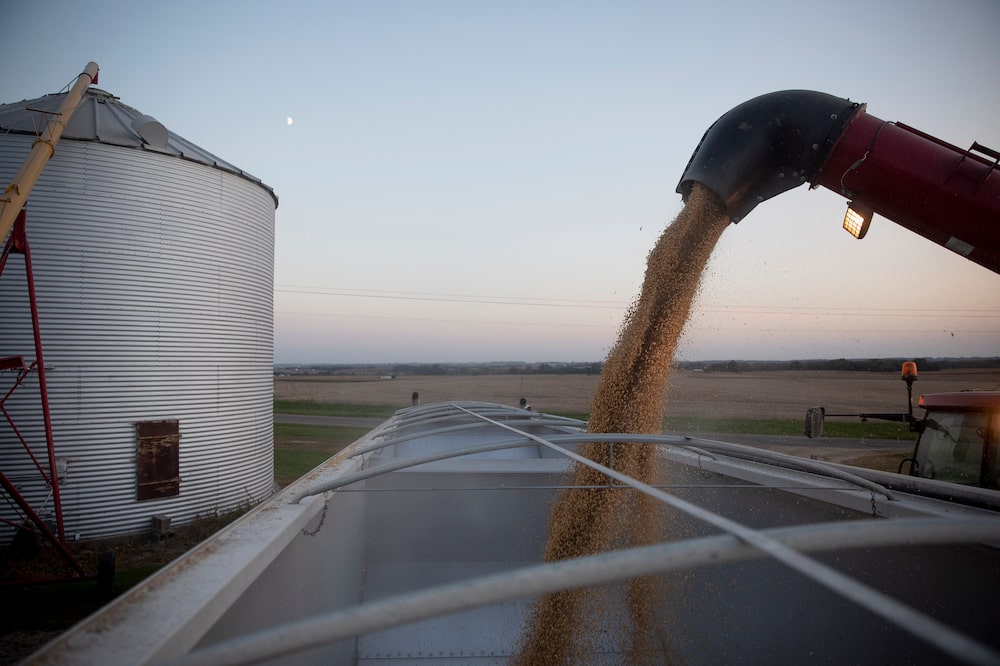 Descarga de soja de un carro de grano durante la cosecha en Wyanet, Illinois, EE.UU. Descarga de soja de un carro de grano durante la cosecha en Wyanet, Illinois, EE.UU.