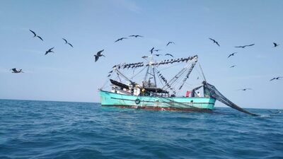 Panamá promueve la controversial red de arrastre para capturar peces Panamá promueve la controversial red de arrastre para capturar peces