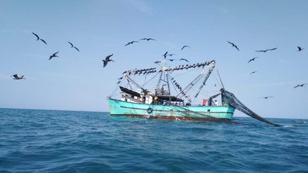 Panamá promueve la controversial red de arrastre para capturar peces Panamá promueve la controversial red de arrastre para capturar peces