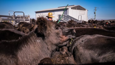 Exportações de carne da Austrália devem atingir recorde em 2026, segundo a StoneX Exportações de carne da Austrália devem atingir recorde em 2026, segundo a StoneX