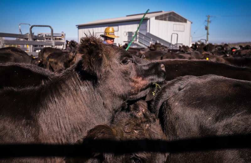 O déficit no rebanho dos Estados Unidos deve manter aquecida a procura pela carne australiana, compensando em parte o impacto da nova barreira comercial imposta pela China. O déficit no rebanho dos Estados Unidos deve manter aquecida a procura pela carne australiana, compensando em parte o impacto da nova barreira comercial imposta pela China.