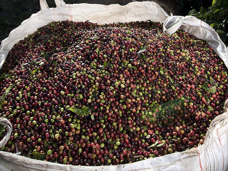 A bag of harvested arabica beans, used in specialty coffees, sits at Ponto Alegre's farm in Cabo Verde A bag of harvested arabica beans, used in specialty coffees, sits at Ponto Alegre's farm in Cabo Verde