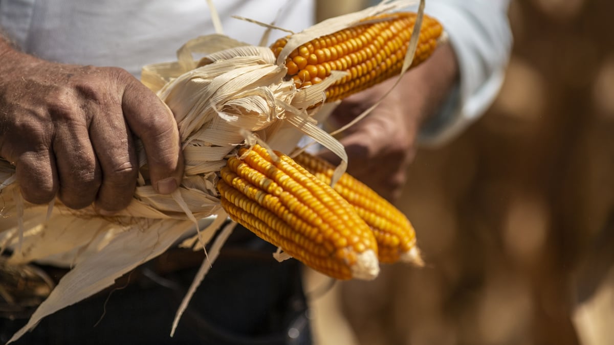 Argentina se acerca a Brasil como segundo exportador mundial de maíz: el récord de US$10.100 millones en juego