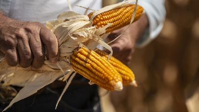 Así impactaría en Brasil el alza de fertilizantes por el cierre de Ormuz Así impactaría en Brasil el alza de fertilizantes por el cierre de Ormuz