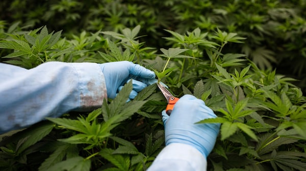 Tras el guiño de Alberto Fernández: ¿cuántos millones generaría la industria del cannabis en Argentina? Tras el guiño de Alberto Fernández: ¿cuántos millones generaría la industria del cannabis en Argentina?