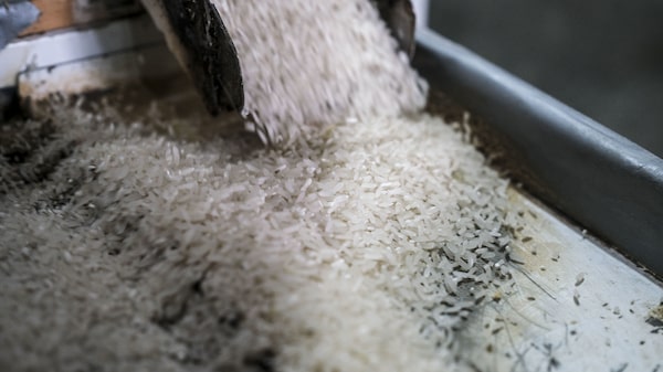 Aumento de costos de fertilizantes alcanza a los arroceros y amenaza suministro Aumento de costos de fertilizantes alcanza a los arroceros y amenaza suministro