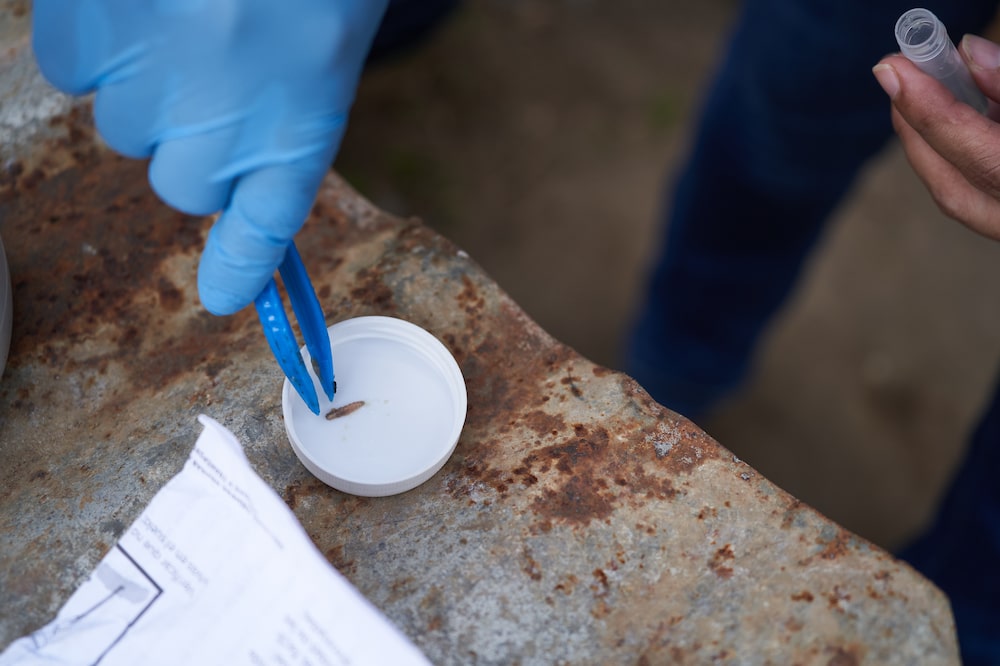 A New World screwworm sample removed from an infected goat. Photographer: Mauricio Palos/Bloomberg A New World screwworm sample removed from an infected goat. Photographer: Mauricio Palos/Bloomberg