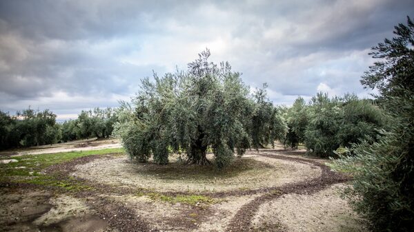 Europa: producción de vino y aceitunas en riesgo por calentamiento del suelo Europa: producción de vino y aceitunas en riesgo por calentamiento del suelo