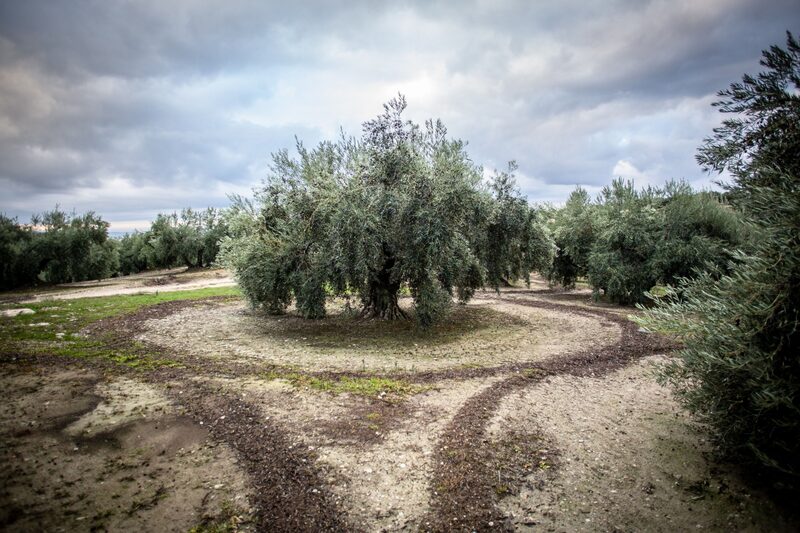 Olivos en España Olivos en España