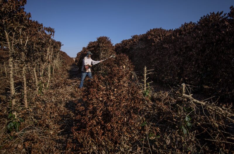 A farmer cuts down coffee plants destroyed by frost during extremely low temperatures near Caconde, Sao Paulo state, Brazil, on Aug. 25. A farmer cuts down coffee plants destroyed by frost during extremely low temperatures near Caconde, Sao Paulo state, Brazil, on Aug. 25.