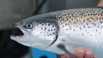 A Argentina está mudando de verdade com Milei? Pergunte para um salmão A Argentina está mudando de verdade com Milei? Pergunte para um salmão