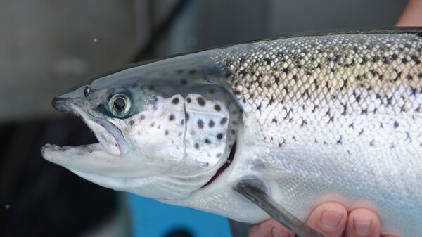 A Argentina está mudando de verdade com Milei? Pergunte para um salmão A Argentina está mudando de verdade com Milei? Pergunte para um salmão