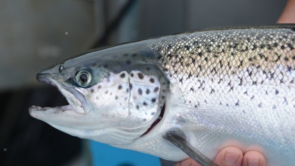 The Fight to Slow the Global Fish Crash Has a Big Problem The Fight to Slow the Global Fish Crash Has a Big Problem