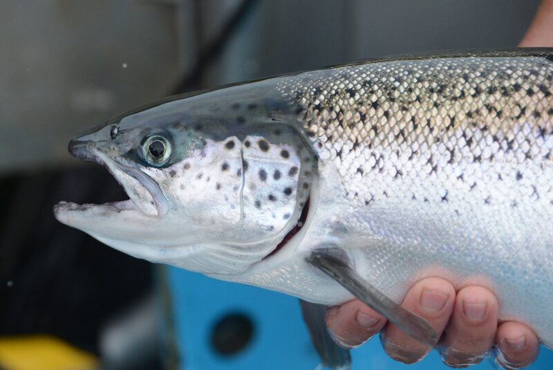 “Millions of tonnes of fish from the small-scale fisheries are ‘hidden’ in the sense of being invisible and unreported,” the FAO warned in its 2020 report on the world’s fisheries. “Millions of tonnes of fish from the small-scale fisheries are ‘hidden’ in the sense of being invisible and unreported,” the FAO warned in its 2020 report on the world’s fisheries.