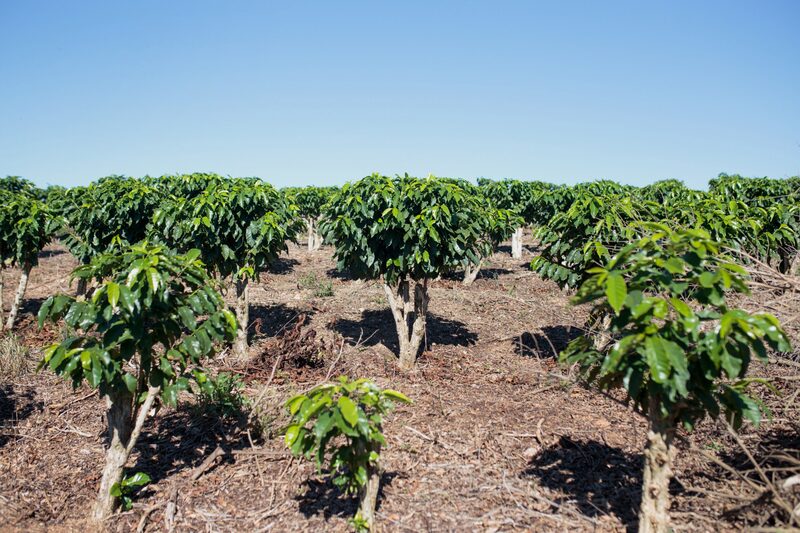 La cosecha de café, al igual que la de arábica, disminuye por la especulación de que las principales zonas de Brasil se libraron de las heladas. La cosecha de café, al igual que la de arábica, disminuye por la especulación de que las principales zonas de Brasil se libraron de las heladas.