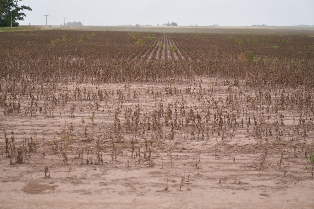 Plantas de soja en una finca afectada por la sequía en San José de la Esquina, Argentina, en 2023. Plantas de soja en una finca afectada por la sequía en San José de la Esquina, Argentina, en 2023.