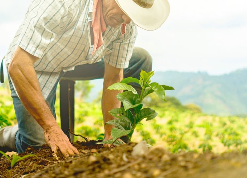 Cultivos de la agroindustria de Honduras florecen cada año con abonos minerales importados mayormente desde Rusia. Cultivos de la agroindustria de Honduras florecen cada año con abonos minerales importados mayormente desde Rusia.
