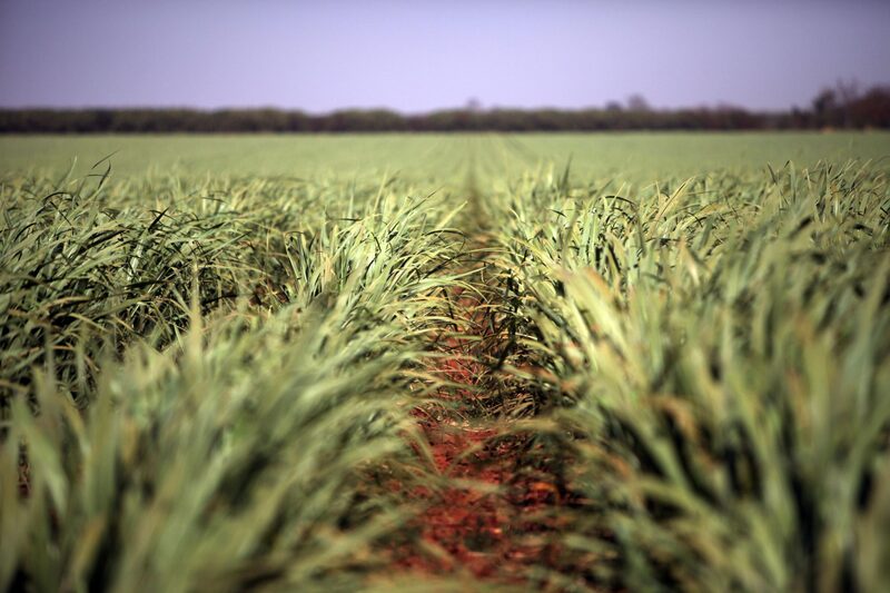 Planos para uma fábrica local de combustível de aviação ainda estão em fase inicial Planos para uma fábrica local de combustível de aviação ainda estão em fase inicial