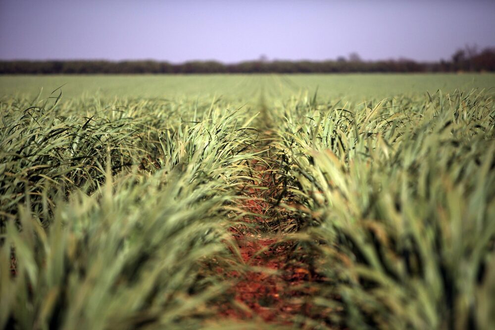 El azúcar se vió impulsado por las malas perpectivas brasiselaera mayor mayor exportador del mundo. El azúcar se vió impulsado por las malas perpectivas brasiselaera mayor mayor exportador del mundo.